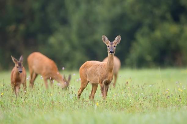 istock Roe-deer with family in the wild 666252532