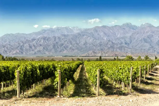 Beautiful springtime in vineyards at foot of the Andes. Tupungato, Mendoza, Argentina.