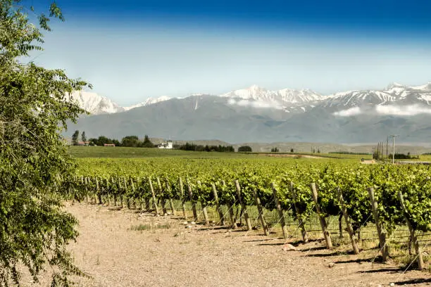 Beautiful springtime in vineyards at foot of the Andes. Tupungato, Mendoza, Argentina.