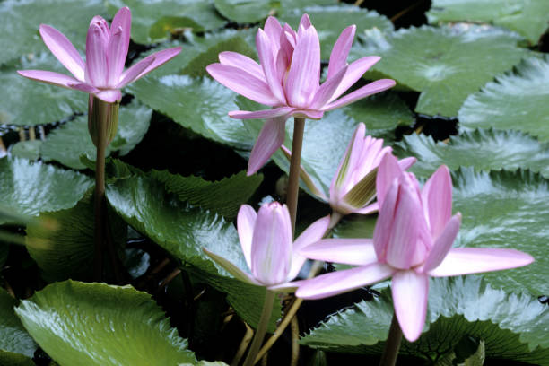 Nymphaea Stellata, Tropical water lily Nymphaea Stellata, Tropical water lily nymphaea stellata stock pictures, royalty-free photos & images