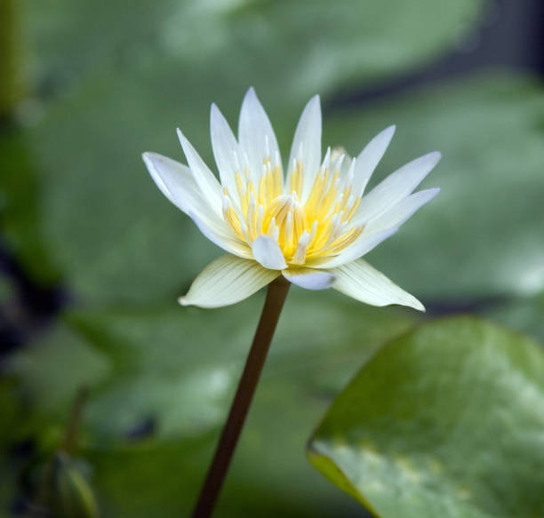 istock Tropical water lily; Nymphaea x daubenyana, 666258446