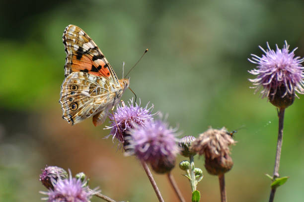 istock Painted Lady,Vanessa cardui, extracting nectar from an flower 666258498
