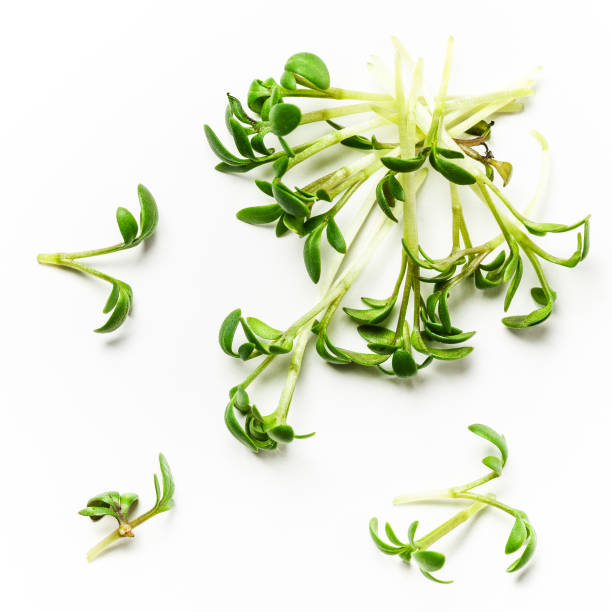 ensalada de berros - cress fotografías e imágenes de stock