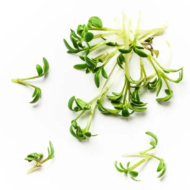 Fresh green cress salad on white background, top view, flat lay