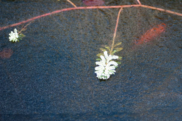 ミルフォイル;フサモ属;ドリンクをお - myriophyllum aquaticum ストックフォトと画像