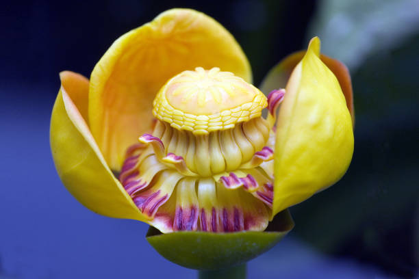 Nuphar advena; water lilies