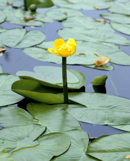 istock Nuphar lutea; water lilies 666264906