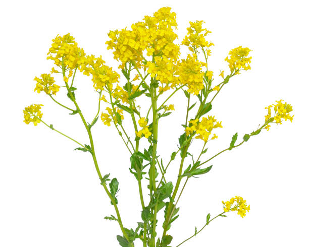 istock Barbarea vulgaris flower 666266422