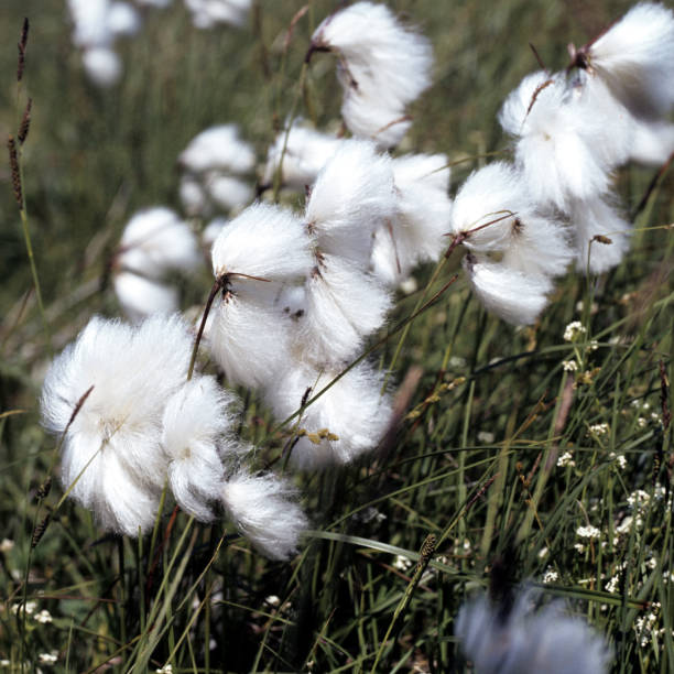 istock eriophorum; vaginatum; Cotton grass; 666268684