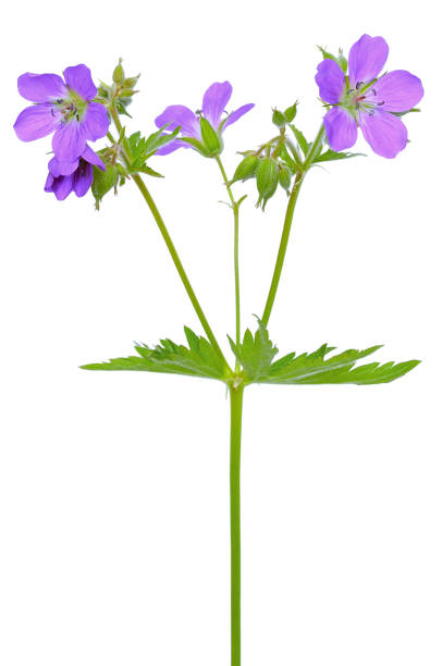 geranium (geranium pratense) kwiat - geranium pratense zdjęcia i obrazy z banku zdjęć