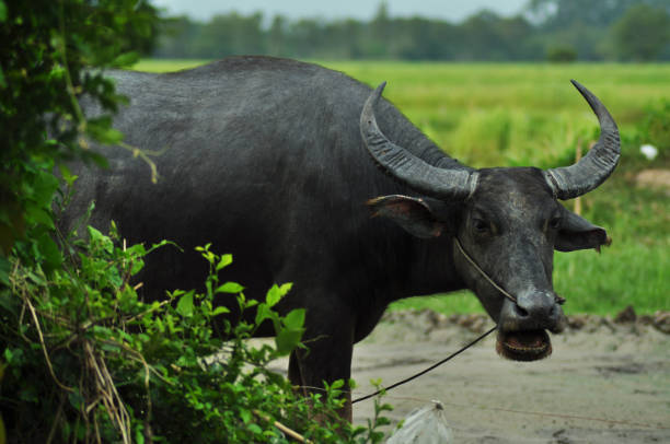 istock Buffalo in the field 666271784