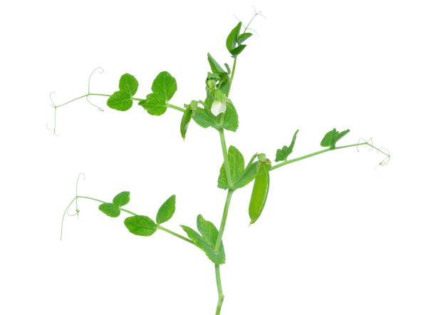 istock Branch of young green peas 666271934