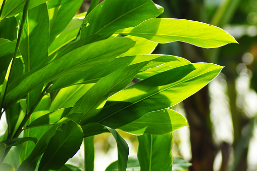 Ginger leaves