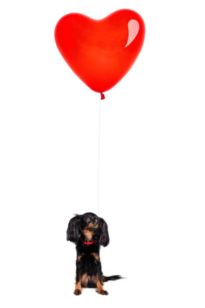 istock Little Dog with a Red Balloon Heart 666273092