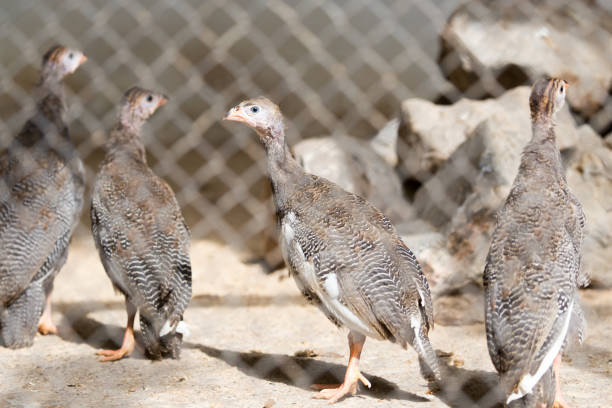 istock small turkey at the zoo 666273248