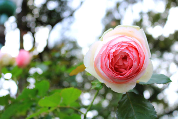 istock pink rose in the garden 666276160