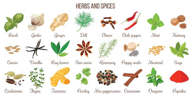 Big vector set of popular culinary herbs and spices Big vector set of popular culinary herbs and spices. Ginger, chili pepper, garlic, nutmeg, anise etc. For cosmetics, store, spa, natural health care. Can be used as logo design, price tag, label poppy seed stock illustrations