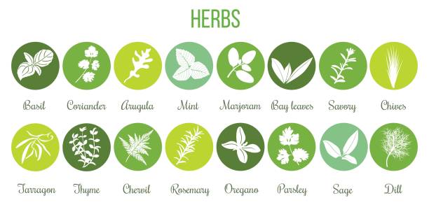 kuvapankkikuvitukset aiheesta iso sarja litteitä kulinaarisia yrttejä ympyröissä. valkoiset siluetit - yrtti