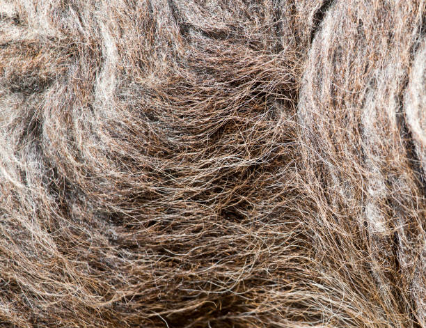 istock background made of wool sheep 666278942