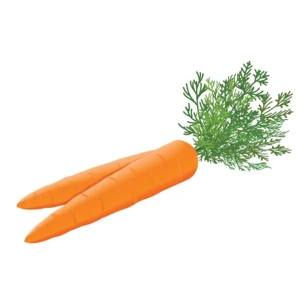Vector illustration of Fresh juicy carrots heap with green stems background