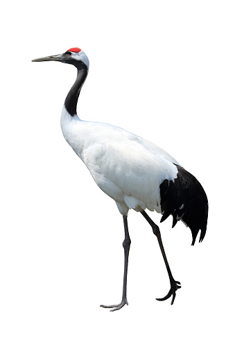 Red-crowned crane on the white background