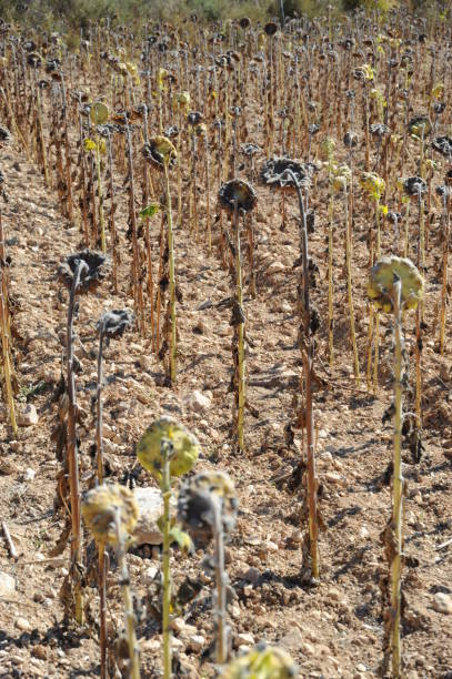 istock Sunflowers in Spain 666283666