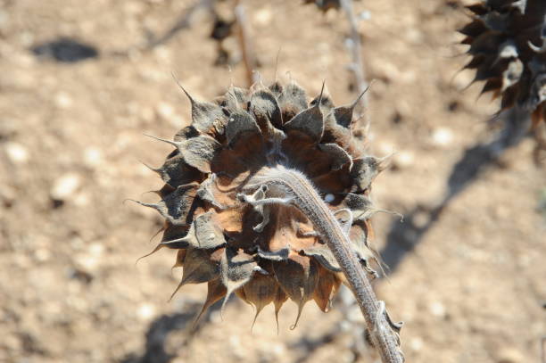 istock Sunflowers in Spain 666284266