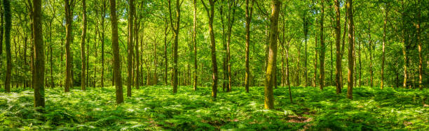 Summer sunlight warming green forest fern foliage idyllic clearing panorama