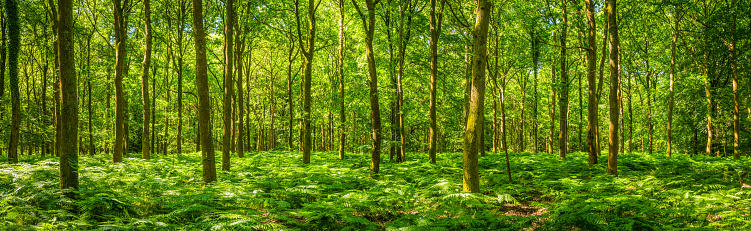 Dappled summer sunlight filtering through the leafy foliage of a idyllic woodland glade to the delicate green fern fronds carpeting the forest floor in this tranquil natural panorama.