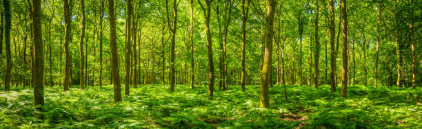 летний солнечный свет потепление зеленый лес папоротник листвы идиллической панорамы очистки - glade forest panoramic tree стоковые фото и изображения