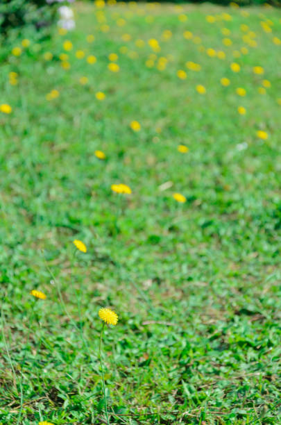 istock Abstract blurred background. Yellow daisy on green grass 666286704