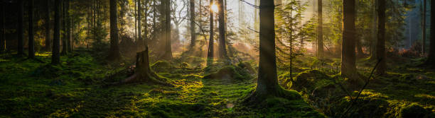 istock Idyllic fairytale forest summer sunrise beams deep in woods panorama 666290158