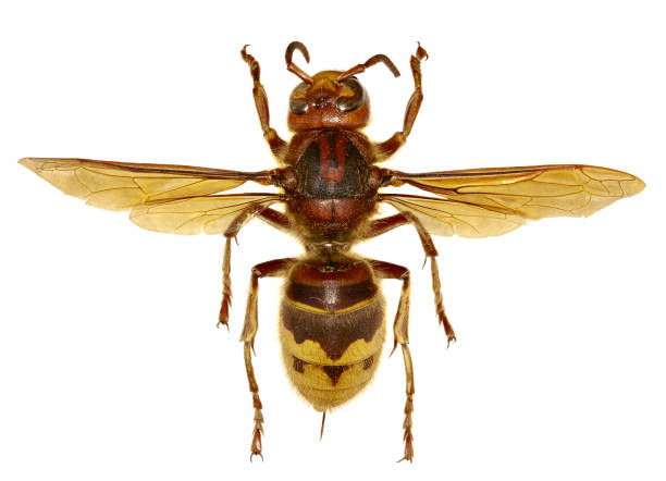 European Hornet on white Background  -  Vespa crabro (Linnaeus, 1758)