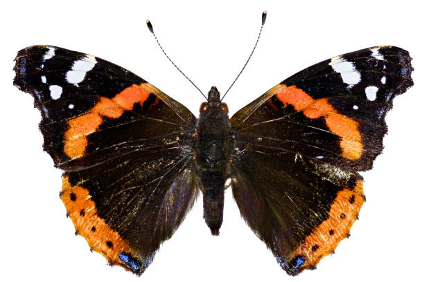 istock Red Admiral on white Background  -  Vanessa atalanta (Linnaeus, 1758) 666290516