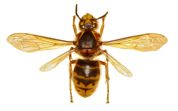 istock Median Wasp on white Background  -  Dolichovespula media (Retzius,1783) 666290522