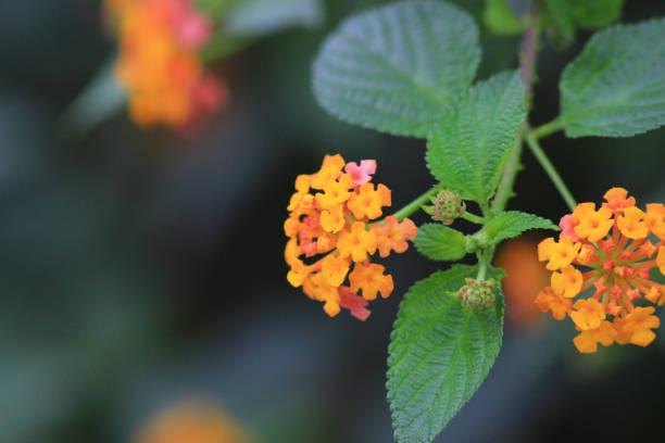 istock flower at the garden with nature 666290532