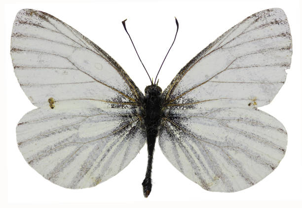 istock Green-veined White on white Background  -  Pieris napi (Linnaeus, 1758) 666290570