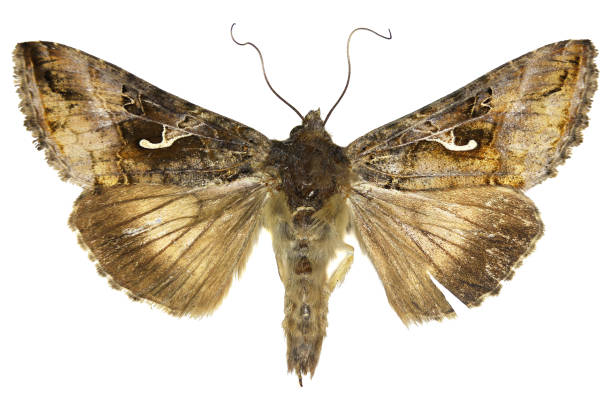 istock The Silver Y on white Background  -  Autographa gamma  (Linnaeus, 1758) 666290820