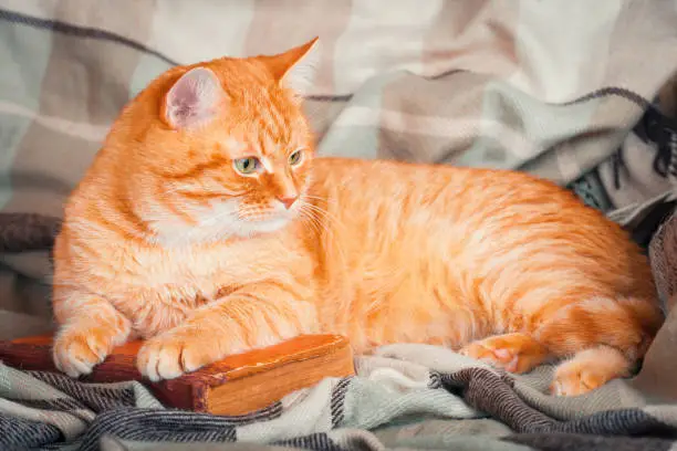 A beautiful cute red cat lying on an old book.