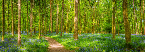 sentier de la terre à travers panorama de forest glade boisé idyllique été bluebell - forest fern glade copse photos et images de collection