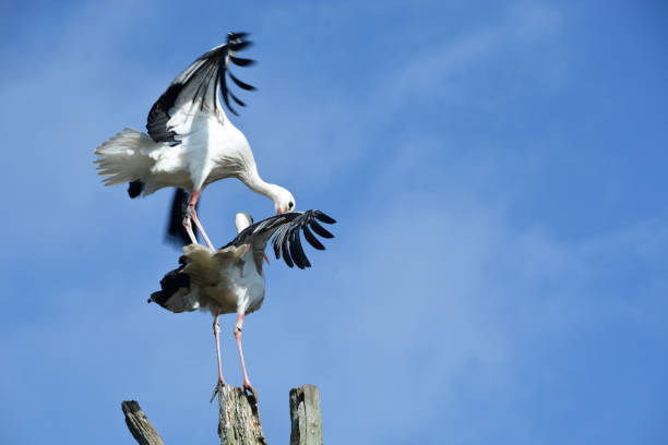 istock White stork in breeding and mating season 666297238
