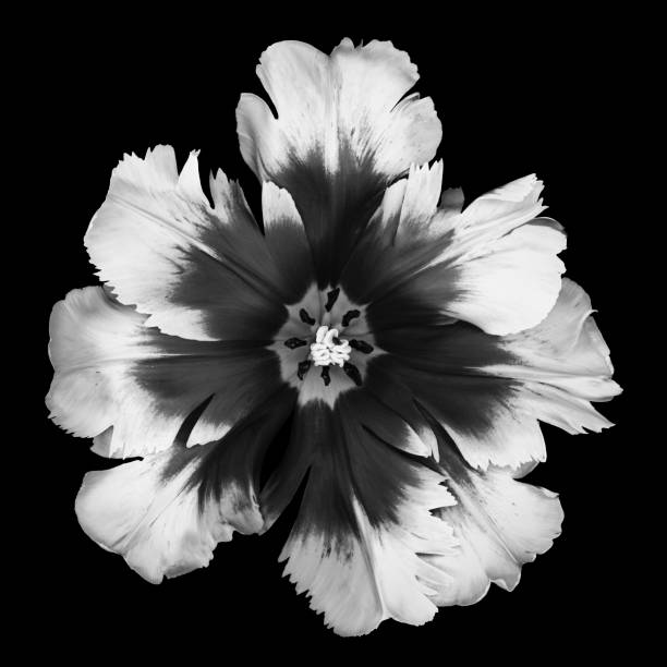 istock Monochrome parrot tulip on a black background 666297482