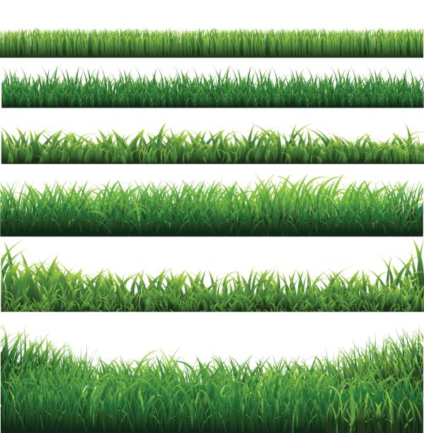 illustrazioni stock, clip art, cartoni animati e icone di tendenza di collezione green grass big borders - grass family vertical simplicity plant