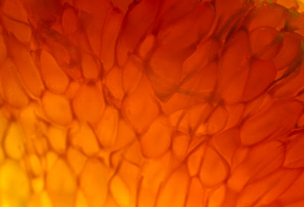 istock Extreme closeup of a grapefruit. Background image. 666306394