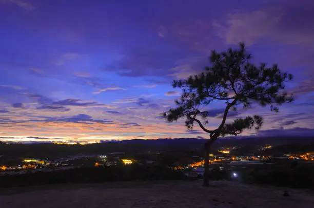 the silhouettes of lonely tree on hill in the gloaming. Dalat beautiful landscape