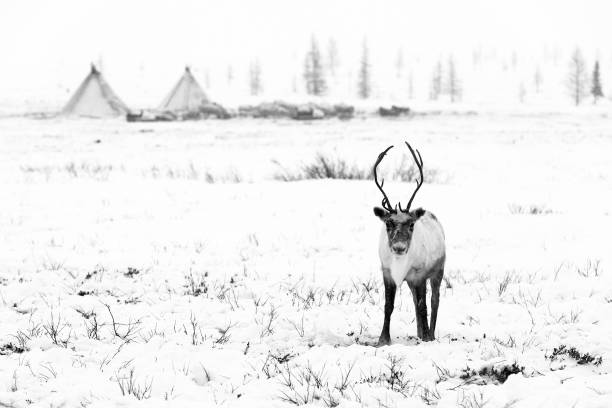 Reindeer close-up in black and white