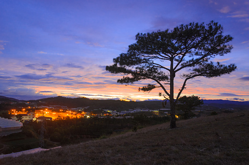 the silhouettes of lonely tree on hill in the gloaming. Dalat beautiful landscape
