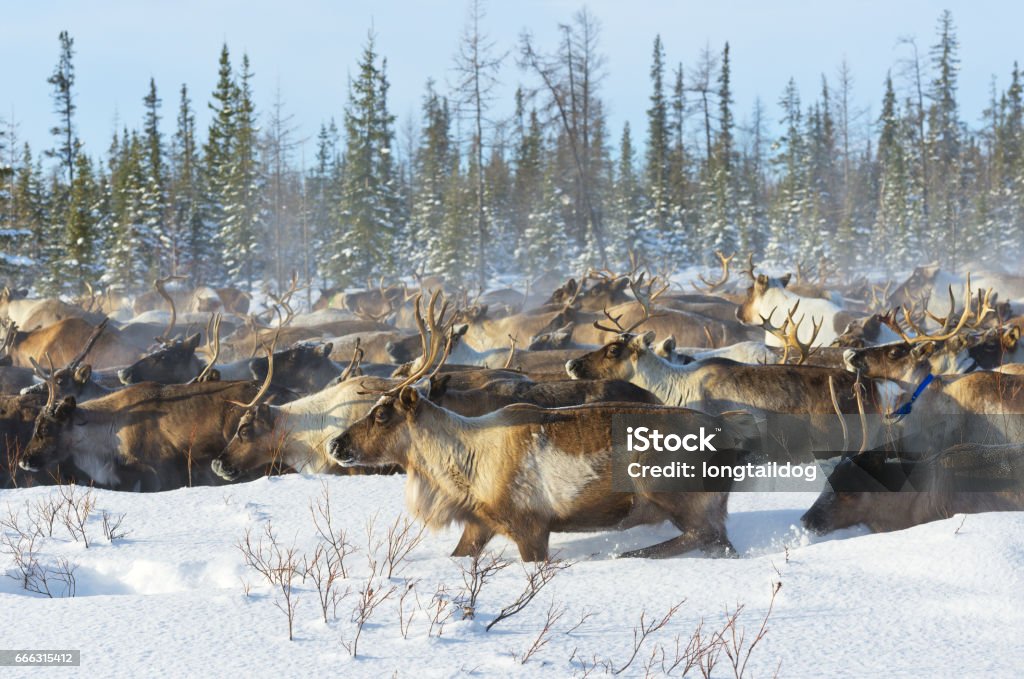 Les rennes migrent pour un meilleur pâturage dans la toundra à proximité du cercle polaire par une froide journée d’hiver. - Photo de Renne libre de droits