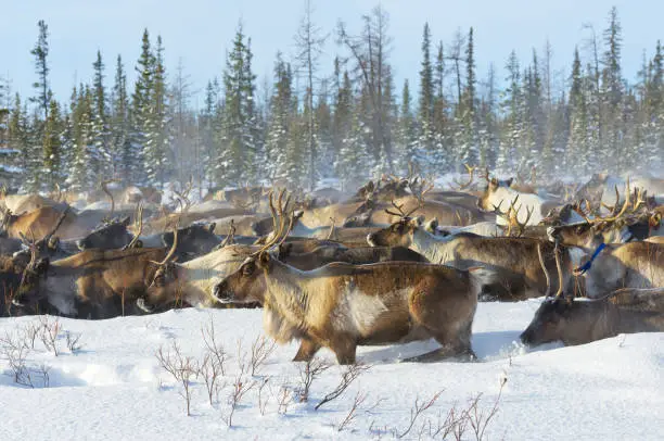 Reindeers migrate for a best grazing in the tundra nearby of polar circle in a cold winter day. Arctic region.