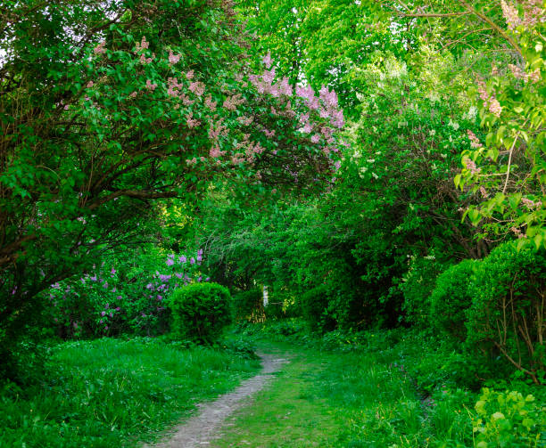 istock Path to the beautiful spring garden 666318624